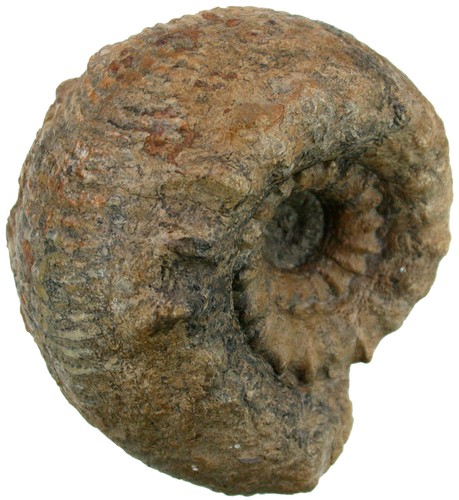 Dogger pseudoteloceras - dogger,