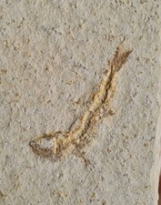 Versteinerter Fisch