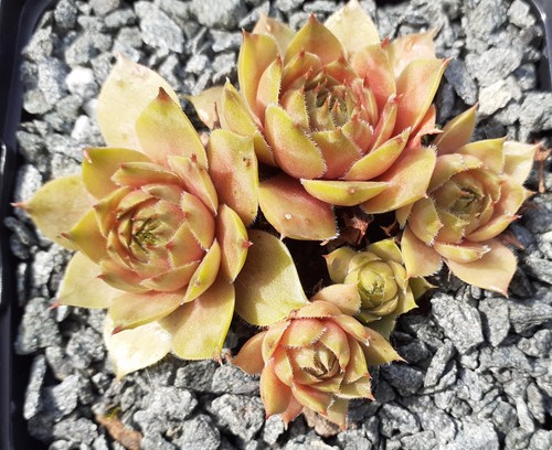 Sempervivum noble prince - 2x, prince"