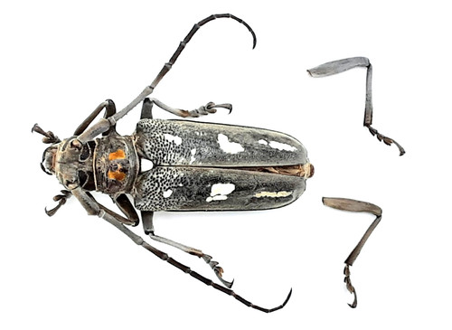 Cerambycidae batocera rubus - cerambycidae,,