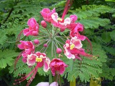 Caesalpinia pulcherrima PINK