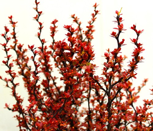 Rote heckenberberitze berberis - rote,