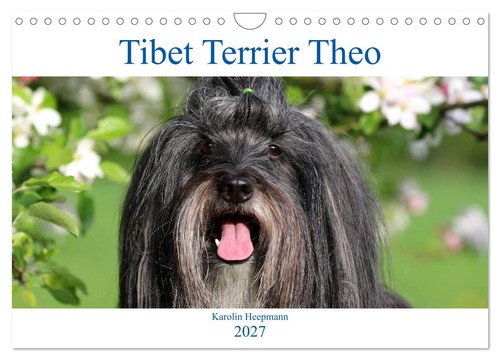 Tibet terrier theo - tibet,