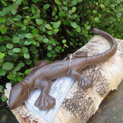 Salamander gecko echse - salamander,