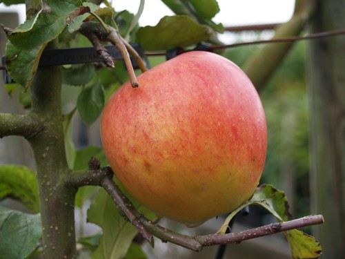 Apfelbaum pinova - `pinova, ®´