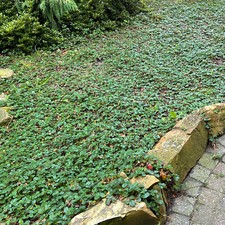 Chilenische Erdbeere Fragaria