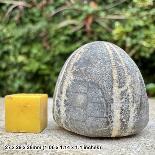 Fossile kreide echinoid - fossile,