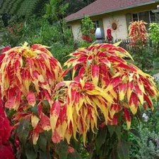 50+ Samen Dreifarbige