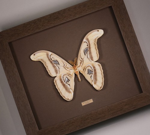 Schmetterling motte im - ,