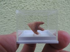 schöne Steinzeit-Pfeilspitze Neolithikum aus Algerien