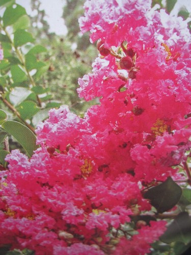 Lagerstroemia indica seminole - lagerstroemia,