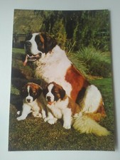 Bernhardiner Hund mit Welpen AK Postkarte unbeschriftet 21x15 cm