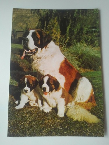 Bernhardiner hund mit - hund, welpen