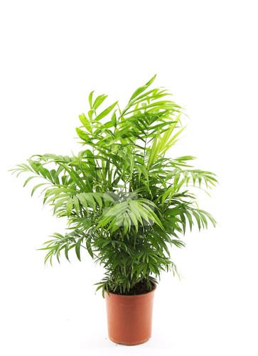 Bergpalme chamaedorea elegans - bergpalme,