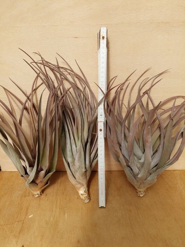 Tillandsia capitata xxl - ,