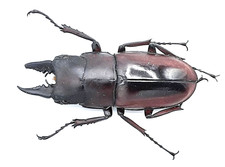 Lucanidae prosopocoilus - lucanidae,,