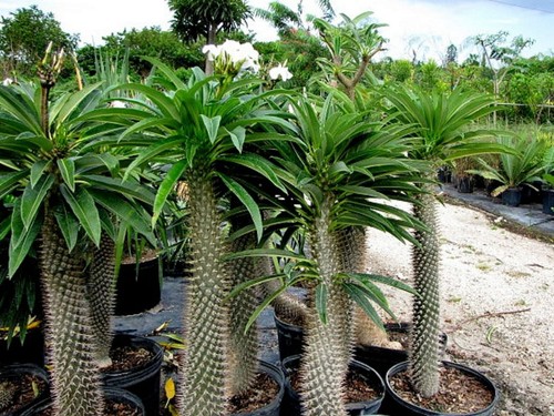 Pachypodium lamerei samen - pachypodium,