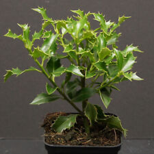 Stechpalme Blue Princess, winterharte Ilex Meserveae im Topf