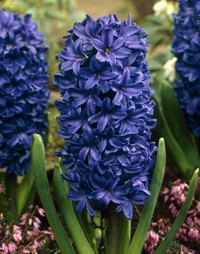 Dunkelblau violette hyazinthe - dunkelblau-violette,