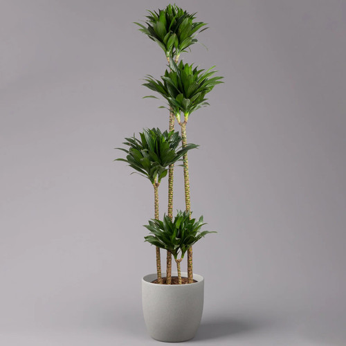 Duftender drachenbaum - duftender,