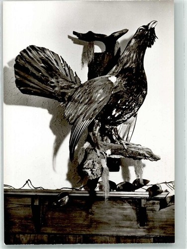38176975 birkhahn jagdtier - birkhahn,