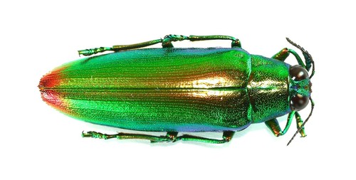 Coleoptera buprestidae - coleoptera,,