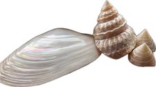 Meeresmuscheln Aus Perlmutt
