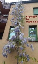 SAMEN BLAUREGEN winterharte Garten Pflanzen exotische Zierpflanze Kletterpflanze