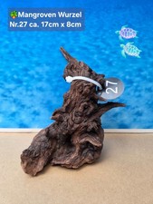 🌴 Mangroven Aquarium🗿 Wurzel