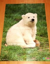 ✿RIESEN-Tierposter EISBÄR FLOCKE✿Ball-Zauber✿Sand-Wüste✿Sachkunde✿Medizini✿06.08