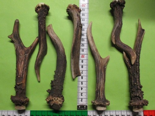 Rehstangen hirschhorn - ,