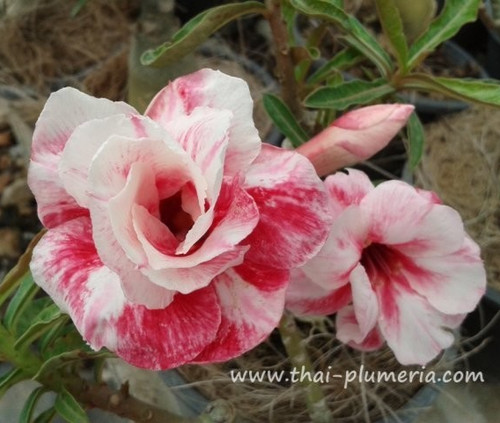 Wüstenrose adenium obesum - wüstenrose,