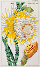 Dietrich Kaktus Säulenkaktus