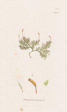 Pterogonium gracile Moose