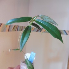 Hoya?Globulifera?an 2 Stellen aktiv wachsende Pflanze?gute Bewurzelung