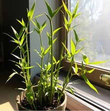 Kalkutta Bambus Pflanze für die Wohnung drinnen Zimmerpflanze groß pflegeleicht#