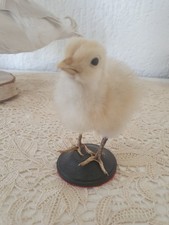 Taxidermie Süßes Küken
