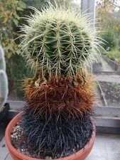  Kaktus Echinocactus grusonii Schwiegermuttersessel mit starkem Kulturschaden