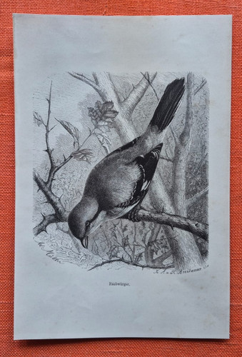 Raubwürger lanius excubitor - ,