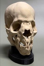 Vampier Schädel Skull Deko