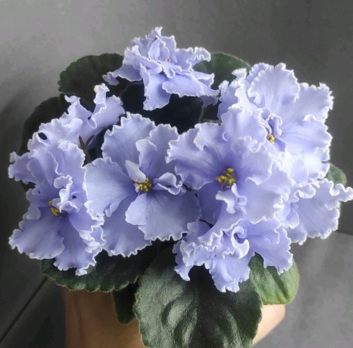 African violet saintpaulia - violet, /