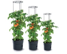 Tomatentopf Blumentopf