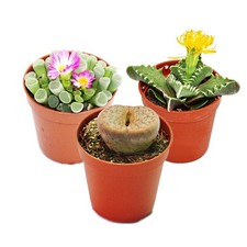 Exotenherz - Kalahari-Mix - 3