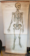 Frohse anatomische Wandtafel SKELETT Rollkarte Schulwandkarte Lehrkarte 20er