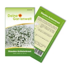 Stauden-Schleierkraut weiß