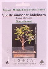 Bonsai - 50 Samen Crassula arborecens - Südafrikanischer Jadebaum 90136