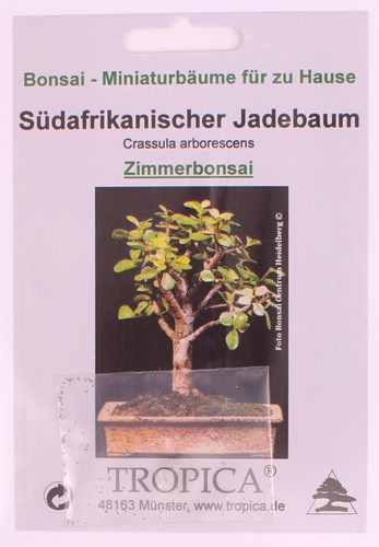 Bonsai samen crassula - bonsai, 50