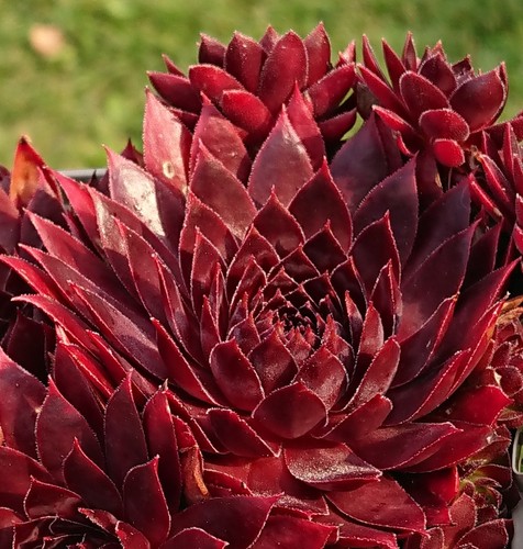 Sempervivum joker 2 - sempervivum, "joker"
