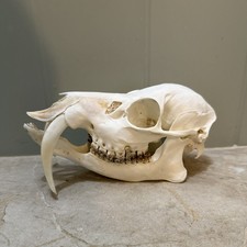 CHINESISCHER WASSERHIRSCH