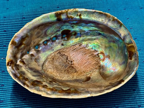 3er set große abalone - 3er,